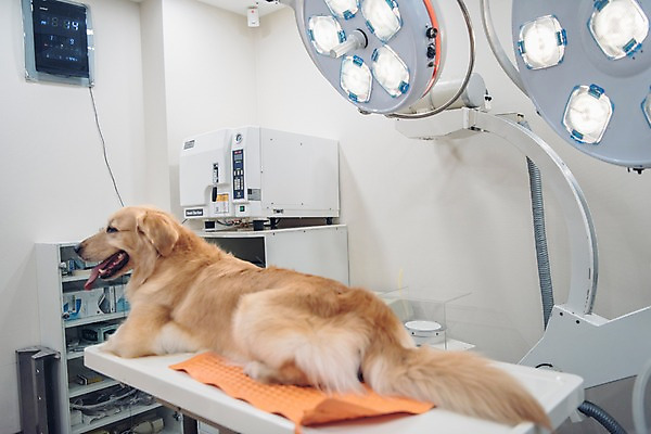 포토 JPG 동물 한마리 의료기기 실내 사람없음 아웃포커스 반려동물 눕기 귀여움 진료 골든리트리버 강아지 동물병원 건강검진 동물라이프 반려 국내포토 1 라이프스타일 컨셉 의학 모션 촬영기법 병원 내부 개 리트리버 검사_조사 파일형식