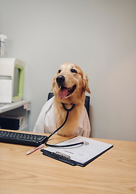 포토 JPG 동물 한마리 청진기 실내 사람없음 아웃포커스 반려동물 펜 귀여움 진료 의사 키보드 골든리트리버 강아지 동물병원 건강검진 동물라이프 반려 진료기록부 국내포토 1 라이프스타일 컨셉 의학 의료기기 촬영기법 병원 내부 필기구 의료진 개 리트리버 검사_조사 파일형식