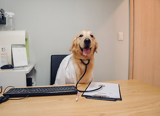 포토 JPG 동물 한마리 청진기 실내 사람없음 아웃포커스 반려동물 귀여움 진료 의사 키보드 골든리트리버 강아지 동물병원 건강검진 동물라이프 반려 진료기록부 국내포토 1 라이프스타일 컨셉 의학 의료기기 촬영기법 병원 내부 의료진 개 리트리버 검사_조사 파일형식