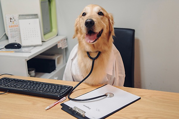 포토 JPG 동물 한마리 청진기 실내 사람없음 아웃포커스 반려동물 펜 귀여움 진료 의사 키보드 골든리트리버 강아지 동물병원 건강검진 동물라이프 반려 진료기록부 국내포토 1 라이프스타일 컨셉 의학 의료기기 촬영기법 병원 내부 필기구 의료진 개 리트리버 검사_조사 파일형식