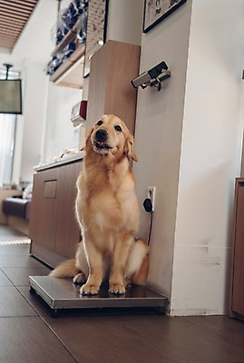 포토 JPG 동물 한마리 실내 앉기 사람없음 아웃포커스 반려동물 귀여움 골든리트리버 강아지 몸무게 체중계 동물병원 동물라이프 반려 국내포토 1 라이프스타일 컨셉 모션 촬영기법 병원 내부 개 리트리버 파일형식