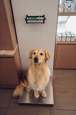 포토 JPG 동물 한마리 응시 실내 앉기 사람없음 아웃포커스 반려동물 귀여움 골든리트리버 강아지 몸무게 체중계 동물병원 동물라이프 반려 국내포토 1 라이프스타일 시선 컨셉 모션 촬영기법 병원 내부 개 리트리버 파일형식