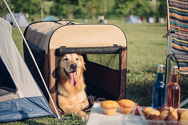 포토 JPG 주간 동물 한마리 음료 텐트 잔디 초원 사람없음 야외 반려동물 귀여움 산책 골든리트리버 강아지 즐거움 머핀 동물라이프 반려 국내포토 자연요소 식물 1 라이프스타일 감정 빵 컨셉 휴식 캠핑도구 개 리트리버 파일형식