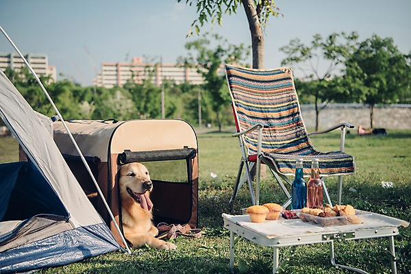 포토 JPG 주간 동물 한마리 음료 의자 텐트 잔디 초원 사람없음 야외 아웃포커스 반려동물 귀여움 산책 골든리트리버 강아지 즐거움 머핀 동물라이프 반려 국내포토 자연요소 식물 1 라이프스타일 감정 빵 가구 컨셉 휴식 촬영기법 캠핑도구 개 리트리버 파일형식