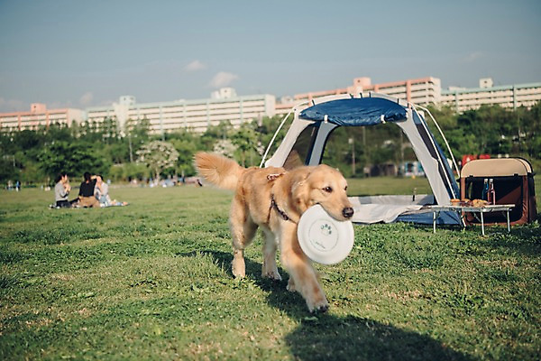 포토 JPG 주간 동물 한마리 텐트 잔디 초원 사람없음 야외 아웃포커스 반려동물 귀여움 산책 골든리트리버 강아지 즐거움 원반 동물라이프 반려 원반던지기 국내포토 자연요소 식물 1 라이프스타일 감정 스포츠용품 컨셉 휴식 촬영기법 캠핑도구 개 리트리버 파일형식