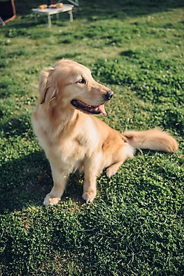 포토 JPG 주간 동물 한마리 응시 앉기 잔디 초원 사람없음 야외 아웃포커스 반려동물 귀여움 산책 골든리트리버 강아지 즐거움 동물라이프 반려 국내포토 자연요소 식물 1 라이프스타일 시선 감정 컨셉 모션 휴식 촬영기법 개 리트리버 파일형식