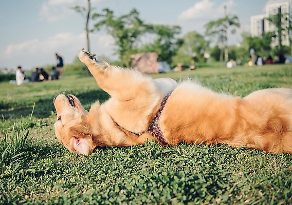 포토 JPG 주간 동물 한마리 잔디 초원 사람없음 야외 아웃포커스 반려동물 눕기 귀여움 산책 골든리트리버 강아지 즐거움 동물라이프 반려 국내포토 자연요소 식물 1 라이프스타일 감정 컨셉 모션 휴식 촬영기법 개 리트리버 파일형식
