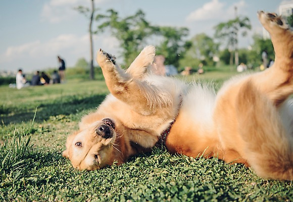 포토 JPG 주간 동물 한마리 잔디 초원 사람없음 야외 아웃포커스 반려동물 눕기 귀여움 산책 골든리트리버 강아지 즐거움 동물라이프 반려 국내포토 자연요소 식물 1 라이프스타일 감정 컨셉 모션 휴식 촬영기법 개 리트리버 파일형식