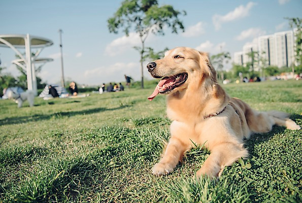 포토 JPG 주간 동물 한마리 엎드리기 잔디 초원 사람없음 야외 아웃포커스 반려동물 귀여움 산책 골든리트리버 강아지 즐거움 동물라이프 반려 국내포토 자연요소 식물 1 라이프스타일 감정 컨셉 모션 휴식 촬영기법 개 리트리버 파일형식