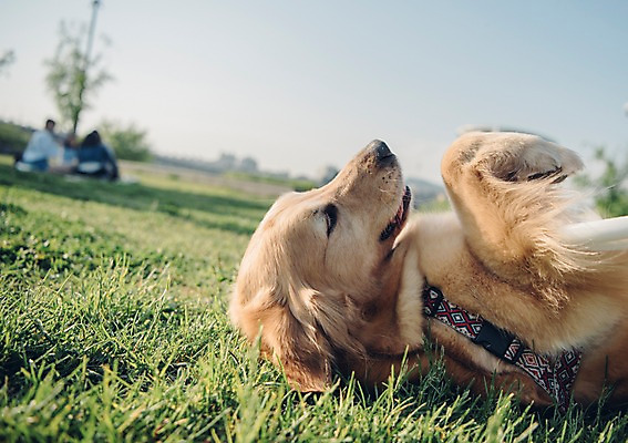 포토 JPG 주간 동물 한마리 잔디 초원 사람없음 야외 아웃포커스 반려동물 눕기 귀여움 산책 골든리트리버 강아지 즐거움 동물라이프 반려 국내포토 자연요소 식물 1 라이프스타일 감정 컨셉 모션 휴식 촬영기법 개 리트리버 파일형식