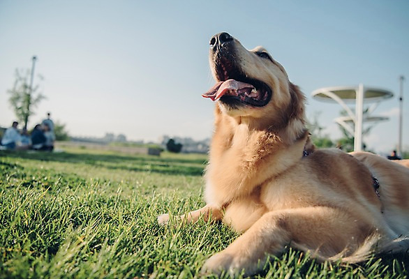 포토 JPG 주간 동물 한마리 엎드리기 잔디 초원 사람없음 야외 아웃포커스 반려동물 귀여움 산책 골든리트리버 강아지 즐거움 동물라이프 반려 국내포토 자연요소 식물 1 라이프스타일 감정 컨셉 모션 휴식 촬영기법 개 리트리버 파일형식