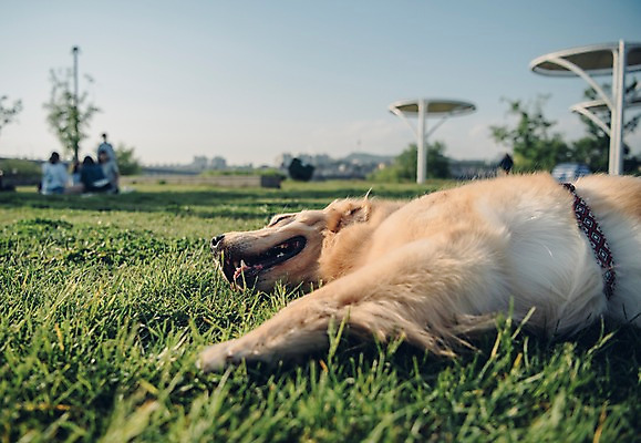포토 JPG 주간 동물 한마리 잔디 초원 사람없음 야외 아웃포커스 반려동물 눕기 귀여움 산책 골든리트리버 강아지 즐거움 동물라이프 반려 국내포토 자연요소 식물 1 라이프스타일 감정 컨셉 모션 휴식 촬영기법 개 리트리버 파일형식