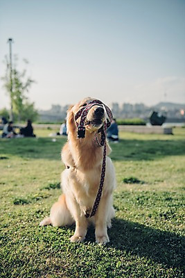 포토 JPG 주간 동물 한마리 앉기 잔디 초원 사람없음 야외 아웃포커스 반려동물 귀여움 산책 골든리트리버 강아지 즐거움 목줄 동물라이프 반려 국내포토 자연요소 식물 1 라이프스타일 감정 컨셉 모션 휴식 촬영기법 개 리트리버 파일형식 반려용품