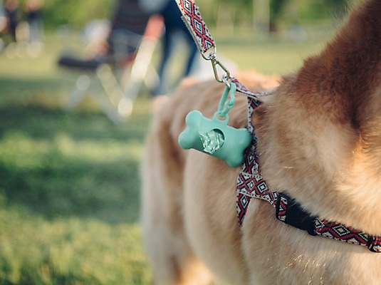 포토 JPG 주간 동물 한마리 잔디 초원 사람없음 야외 아웃포커스 반려동물 귀여움 산책 골든리트리버 강아지 즐거움 목줄 동물라이프 반려 배변봉투 국내포토 자연요소 식물 1 라이프스타일 감정 컨셉 휴식 봉투 촬영기법 개 리트리버 파일형식 반려용품