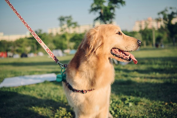 포토 JPG 주간 동물 한마리 응시 앉기 잔디 초원 사람없음 야외 아웃포커스 반려동물 귀여움 산책 골든리트리버 강아지 즐거움 목줄 동물라이프 반려 국내포토 자연요소 식물 1 라이프스타일 시선 감정 컨셉 모션 휴식 촬영기법 개 리트리버 파일형식 반려용품