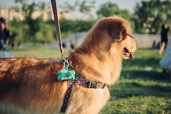포토 JPG 주간 동물 한마리 응시 잔디 초원 사람없음 야외 아웃포커스 반려동물 귀여움 산책 골든리트리버 강아지 즐거움 목줄 동물라이프 반려 배변봉투 국내포토 자연요소 식물 1 라이프스타일 시선 감정 컨셉 휴식 봉투 촬영기법 개 리트리버 파일형식 반려용품