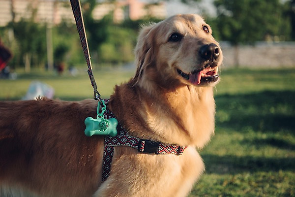 포토 JPG 주간 동물 한마리 응시 잔디 초원 사람없음 야외 아웃포커스 반려동물 귀여움 산책 골든리트리버 강아지 즐거움 목줄 동물라이프 반려 배변봉투 국내포토 자연요소 식물 1 라이프스타일 시선 감정 컨셉 휴식 봉투 촬영기법 개 리트리버 파일형식 반려용품
