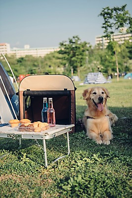 포토 JPG 주간 동물 한마리 음료 엎드리기 텐트 잔디 초원 사람없음 야외 아웃포커스 반려동물 귀여움 산책 골든리트리버 강아지 즐거움 머핀 목줄 동물라이프 반려 국내포토 자연요소 식물 1 라이프스타일 감정 빵 컨셉 모션 휴식 촬영기법 캠핑도구 개 리트리버 파일형식 반려용품
