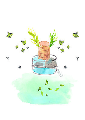 PSD 화분 일러스트 붓터치 수채화 사람없음 물 조약돌 풀잎 수중식물 행운목 국내일러스트 자연요소 식물 잎 돌_바위 풀_식물 파일형식