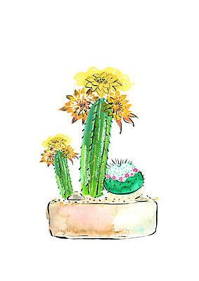 PSD 화분 일러스트 붓터치 수채화 선인장 사람없음 조약돌 선인장꽃 다육식물 국내일러스트 식물 꽃 돌_바위 파일형식