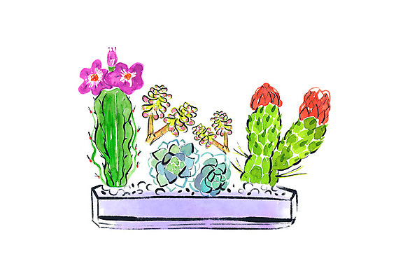 PSD 화분 일러스트 붓터치 수채화 선인장 사람없음 조약돌 선인장꽃 다육식물 국내일러스트 식물 꽃 돌_바위 파일형식