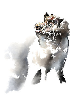 PSD 동물 한마리 일러스트 캘리그라피 붓터치 사람없음 번짐 멧돼지 국내일러스트 1 포유류 파일형식 효과