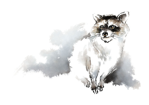 PSD 동물 한마리 응시 일러스트 캘리그라피 붓터치 사람없음 번짐 너구리 국내일러스트 1 시선 포유류 파일형식 효과