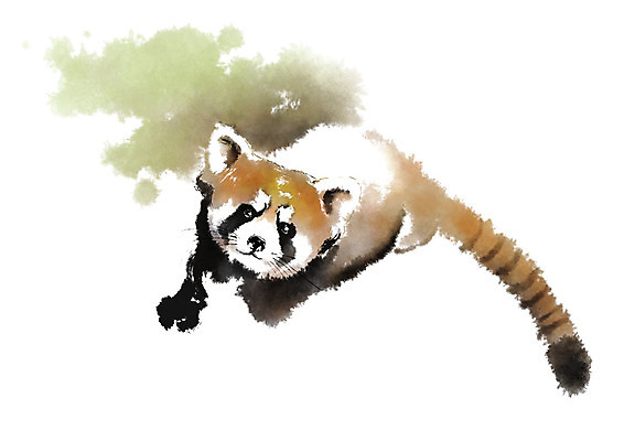 PSD 동물 한마리 일러스트 캘리그라피 붓터치 사람없음 번짐 너구리 라쿤 국내일러스트 1 포유류 파일형식 효과