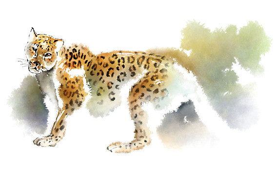 PSD 동물 한마리 응시 일러스트 캘리그라피 붓터치 사람없음 번짐 치타 국내일러스트 1 시선 포유류 파일형식 효과