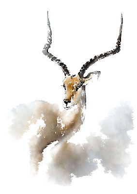 PSD 동물 한마리 응시 일러스트 캘리그라피 붓터치 뿔 사람없음 번짐 영양_동물 국내일러스트 1 시선 파일형식 효과