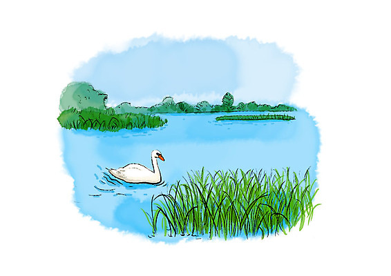 PSD 나무 한마리 호수 일러스트 캘리그라피 자연 조류 붓터치 풍경 사람없음 강 들풀 백조 번짐 국내일러스트 식물 동물 1 생태계 파일형식 효과