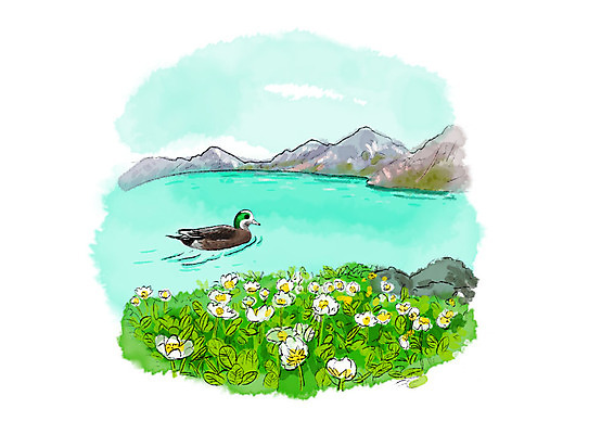PSD 한마리 호수 일러스트 캘리그라피 자연 조류 붓터치 풍경 사람없음 강 들꽃 바위 들풀 번짐 청둥오리 국내일러스트 동물 1 꽃 오리 돌_바위 생태계 파일형식 효과