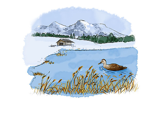 PSD 나무 한마리 호수 일러스트 캘리그라피 자연 조류 붓터치 산 갈대 풍경 사람없음 강 눈 숲 번짐 청둥오리 눈덮임 국내일러스트 자연요소 식물 동물 1 컨셉 날씨 오리 생태계 파일형식 효과