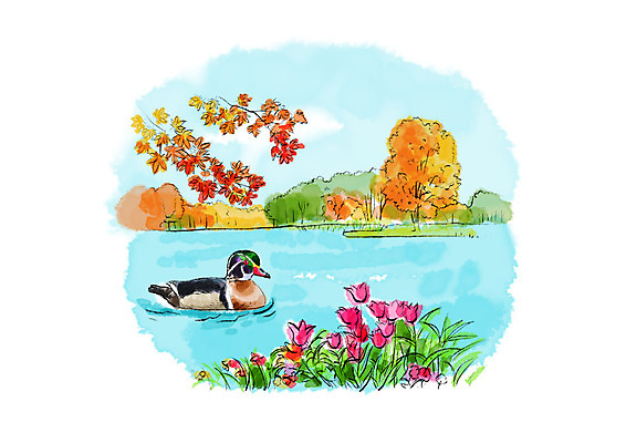 PSD 나무 한마리 호수 단풍 일러스트 캘리그라피 자연 조류 단풍나무 붓터치 풍경 사람없음 강 들꽃 가을 숲 들풀 번짐 청둥오리 국내일러스트 식물 동물 1 계절 꽃 잎 오리 생태계 파일형식 효과