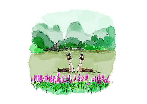 PSD 호수 두마리 일러스트 캘리그라피 자연 조류 붓터치 산 풍경 사람없음 강 들꽃 암석 숲 들풀 번짐 국내일러스트 동물 꽃 2 돌_바위 생태계 파일형식 효과