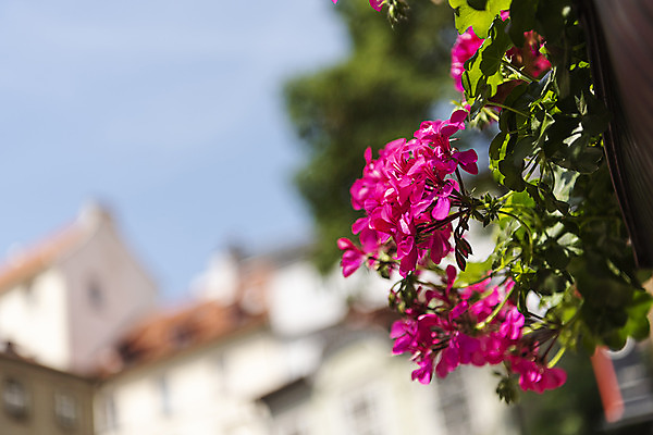 포토 JPG 주간 해외풍경 꽃 유럽풍경 풍경 근접촬영 사람없음 야외 아웃포커스 도시풍경 체코 프라하 해외도시 국내포토 자연요소 식물 해외 유럽 뷰포인트 촬영기법 도시 파일형식