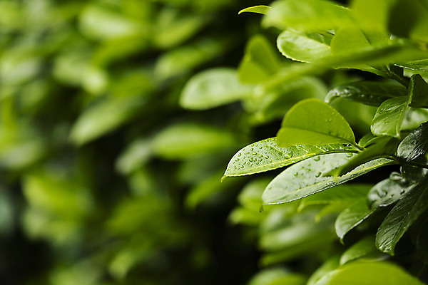 포토 JPG 주간 해외풍경 유럽풍경 나뭇잎 풍경 근접촬영 사람없음 야외 초록색 도시풍경 빗방울 체코 프라하 국내포토 자연요소 해외 유럽 뷰포인트 컬러 잎 도시 비_날씨 파일형식