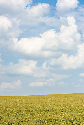 포토 JPG 주간 구름 해외풍경 해외 유럽 여행 자연 하늘 풍경 초원 사람없음 야외 맑음 보리 체코 보리밭 모라비아 국내포토 자연요소 나라 밭 날씨 곡류 생태계 파일형식