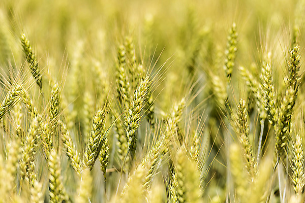 포토 자연요소 유럽 나라 밭 곡류 촬영기법 생태계 보리 파일형식 풍경 아웃포커스 JPG 자연 여행 야외 주간 사람없음 해외 체코 보리밭 국내포토