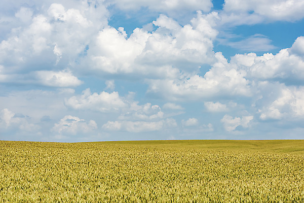 포토 JPG 주간 구름 해외풍경 해외 유럽 여행 자연 하늘 풍경 초원 사람없음 야외 맑음 보리 체코 보리밭 모라비아 국내포토 자연요소 나라 밭 날씨 곡류 생태계 파일형식