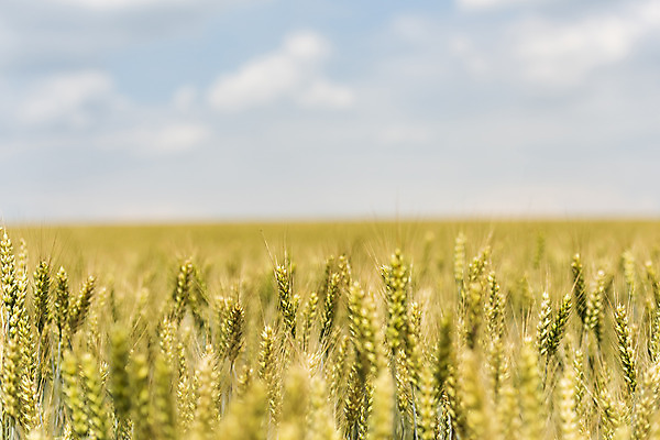 포토 JPG 주간 구름 해외풍경 해외 유럽 여행 자연 하늘 풍경 초원 사람없음 야외 맑음 보리 체코 보리밭 모라비아 국내포토 자연요소 나라 밭 날씨 곡류 생태계 파일형식