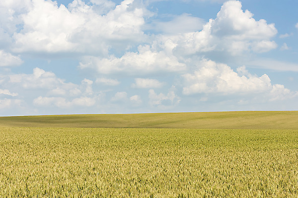 포토 JPG 주간 구름 해외풍경 해외 유럽 여행 자연 하늘 풍경 초원 사람없음 야외 맑음 보리 체코 보리밭 모라비아 국내포토 자연요소 나라 밭 날씨 곡류 생태계 파일형식