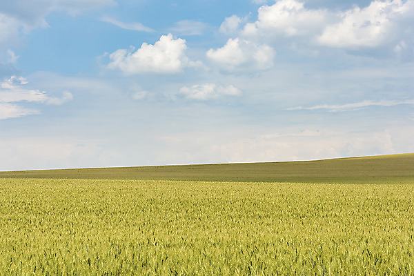 포토 JPG 주간 구름 해외풍경 해외 유럽 여행 자연 하늘 풍경 초원 사람없음 야외 맑음 보리 체코 보리밭 모라비아 국내포토 자연요소 나라 밭 날씨 곡류 생태계 파일형식