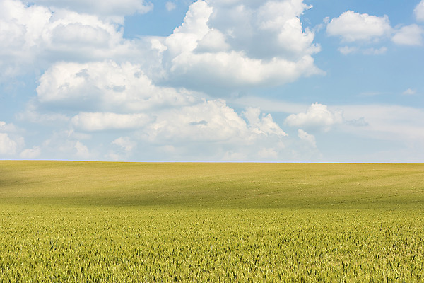 포토 JPG 주간 구름 해외풍경 해외 유럽 여행 자연 하늘 풍경 초원 사람없음 야외 맑음 보리 체코 보리밭 모라비아 국내포토 자연요소 나라 밭 날씨 곡류 생태계 파일형식