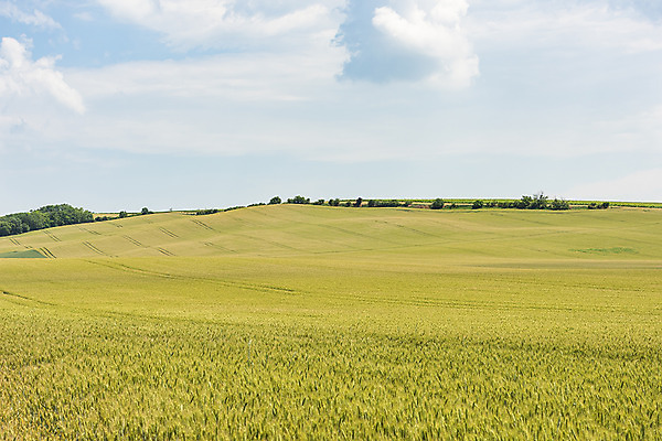 포토 JPG 주간 나무 구름 해외풍경 해외 유럽 여행 자연 하늘 풍경 초원 사람없음 야외 맑음 보리 체코 보리밭 모라비아 국내포토 자연요소 식물 나라 밭 날씨 곡류 생태계 파일형식