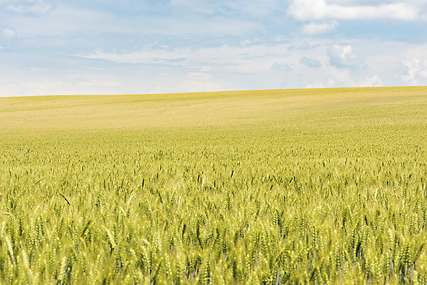 포토 JPG 주간 구름 해외풍경 해외 유럽 여행 자연 하늘 풍경 초원 사람없음 야외 맑음 보리 체코 보리밭 모라비아 국내포토 자연요소 나라 밭 날씨 곡류 생태계 파일형식