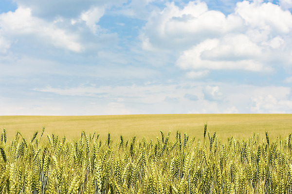 포토 JPG 주간 구름 해외풍경 해외 유럽 여행 자연 하늘 풍경 초원 사람없음 야외 맑음 보리 체코 보리밭 모라비아 국내포토 자연요소 나라 밭 날씨 곡류 생태계 파일형식