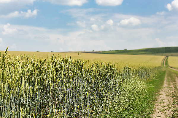 포토 JPG 주간 구름 해외풍경 해외 유럽 길 여행 자연 하늘 풍경 초원 사람없음 야외 아웃포커스 맑음 보리 체코 보리밭 모라비아 국내포토 자연요소 나라 밭 날씨 곡류 촬영기법 생태계 파일형식