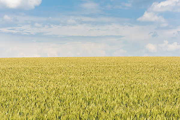 포토 JPG 주간 구름 해외풍경 해외 유럽 여행 자연 하늘 풍경 초원 사람없음 야외 맑음 보리 체코 보리밭 모라비아 국내포토 자연요소 나라 밭 날씨 곡류 생태계 파일형식