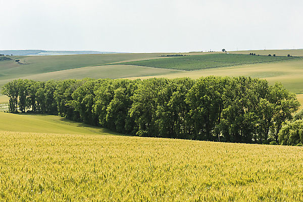 포토 JPG 주간 나무 해외풍경 해외 유럽 여행 자연 풍경 초원 사람없음 야외 보리 체코 보리밭 모라비아 국내포토 자연요소 식물 나라 밭 곡류 생태계 파일형식
